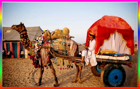 Camel Kart Safari Desert 